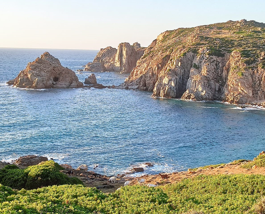 capo-pecora
